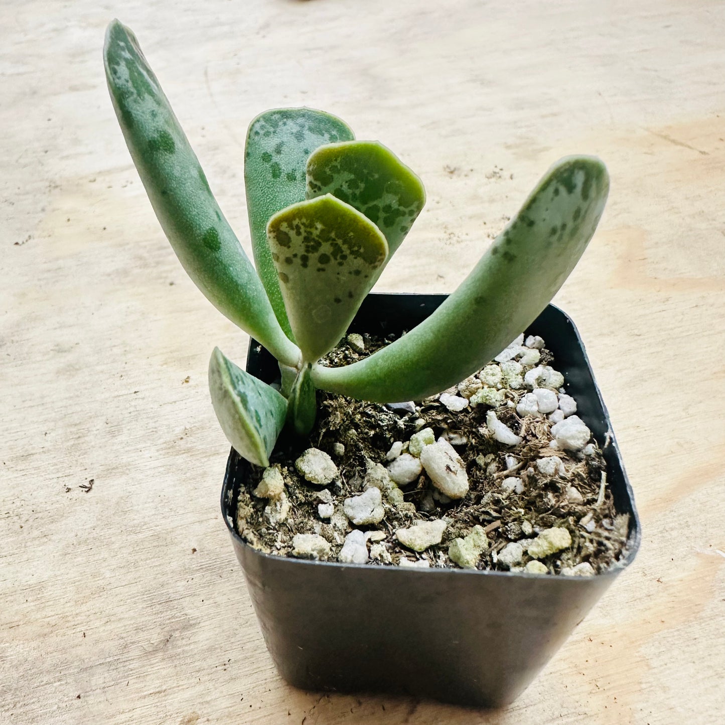 Adromischus cooperi - Plover Eggs-SEAH