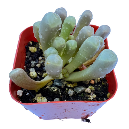 Fenestraria Rhopalophylla - Baby Toes-SEAH