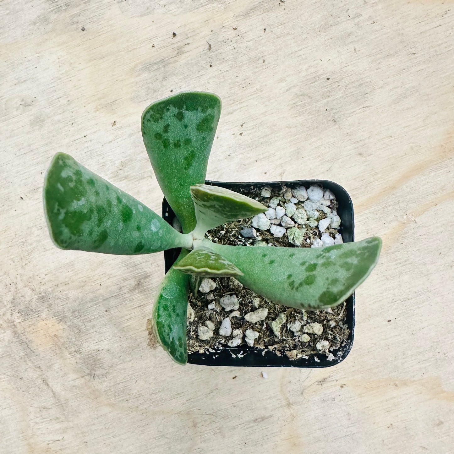 Adromischus cooperi - Plover Eggs-SEAH
