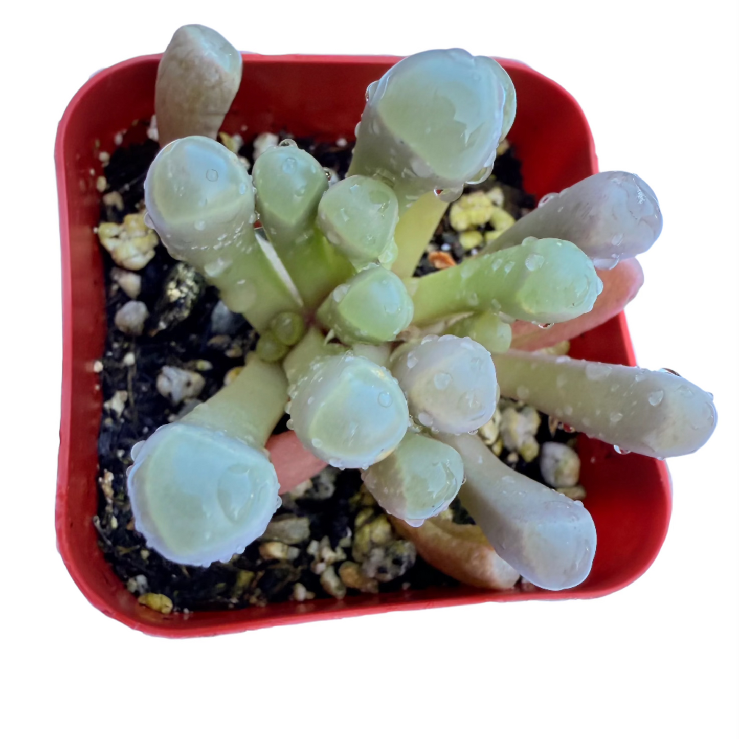 Fenestraria Rhopalophylla - Baby Toes-SEAH