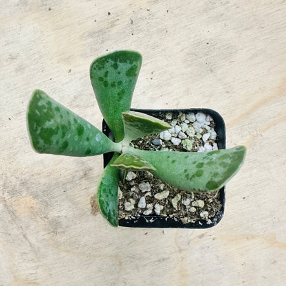 Adromischus cooperi - Plover Eggs-SEAH