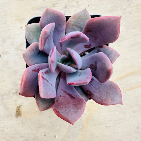 Graptoveria - Debbie-SEAH