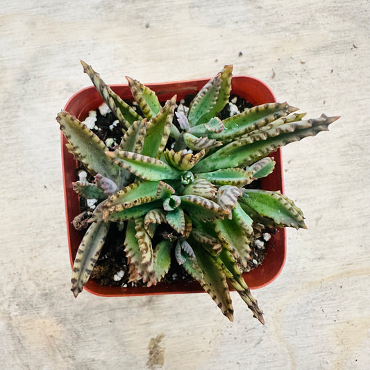 Kalanchoe - Pink Butterflies-SEAH