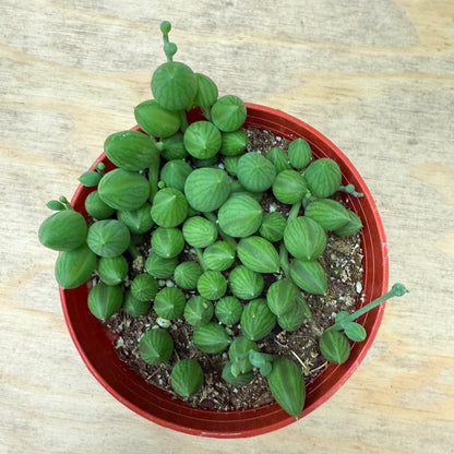 String of Watermelon – Senecio herreianus-SEAH