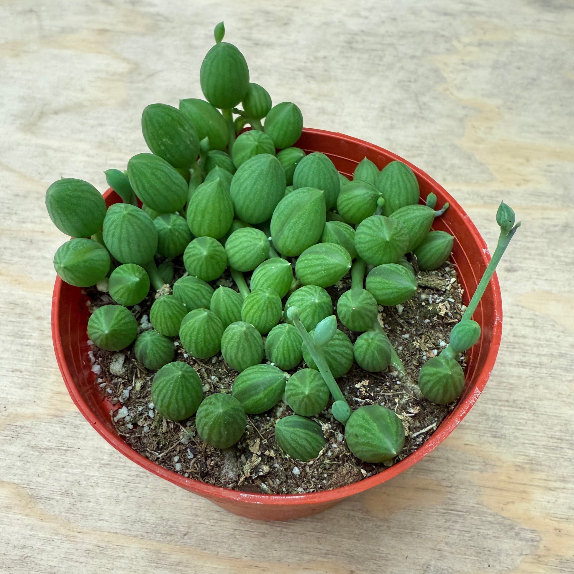 String of Watermelon – Senecio herreianus-SEAH