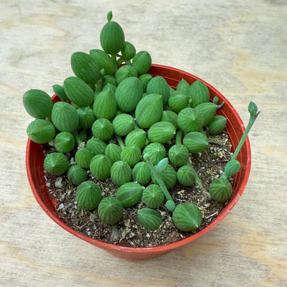 String of Watermelon – Senecio herreianus-SEAH