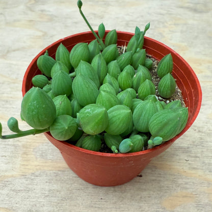 String of Watermelon – Senecio herreianus-SEAH