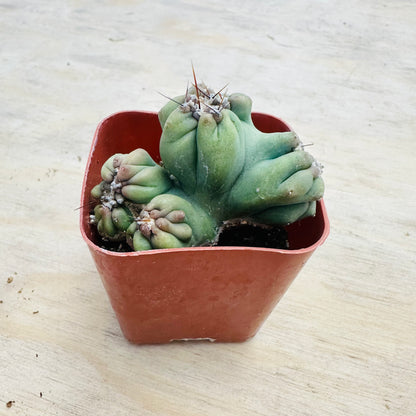 Cereus forbesii monstrose - Ming Thing-SEAH