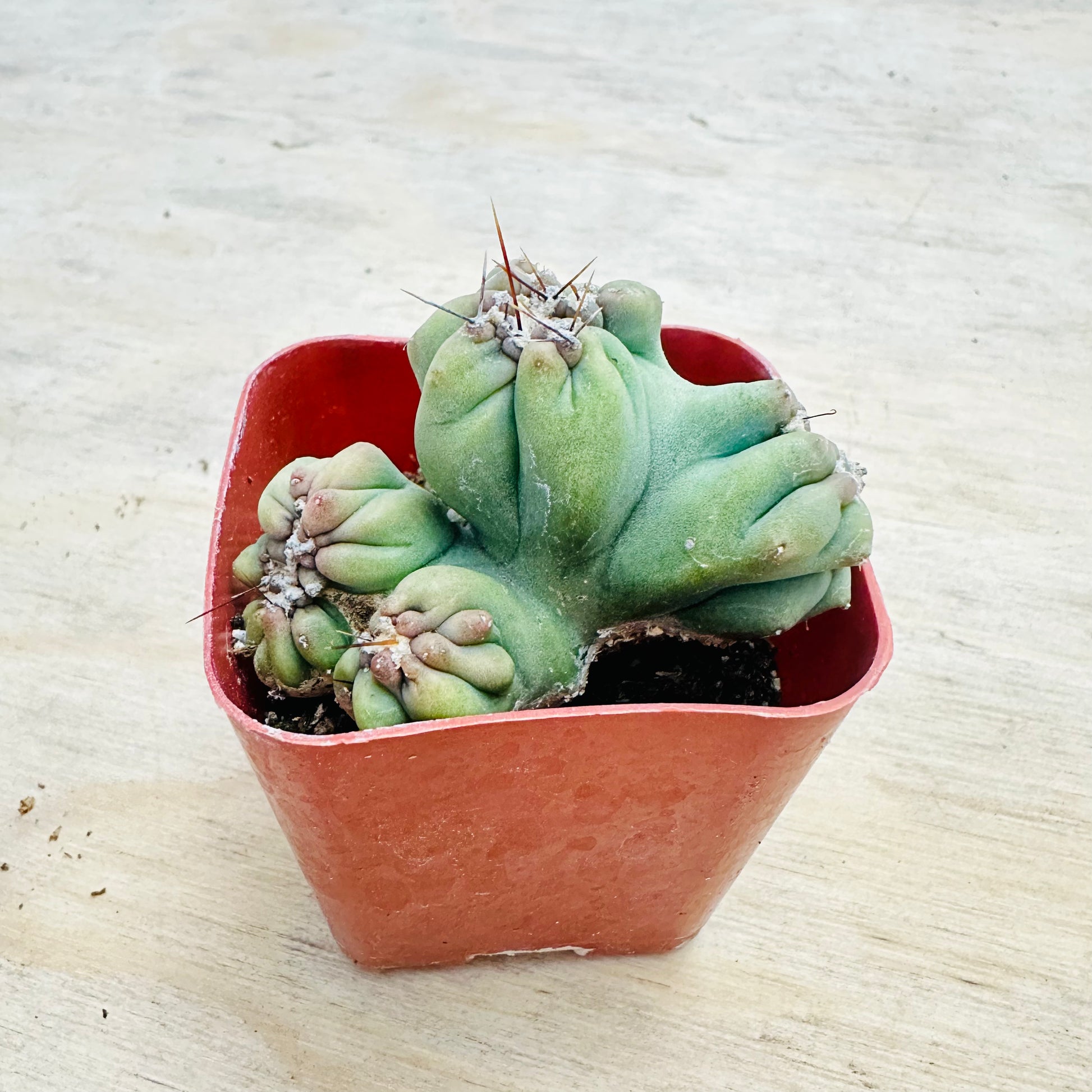 Cereus forbesii monstrose - Ming Thing-SEAH