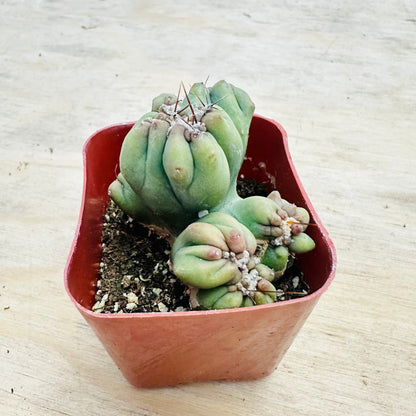 Cereus forbesii monstrose - Ming Thing-SEAH
