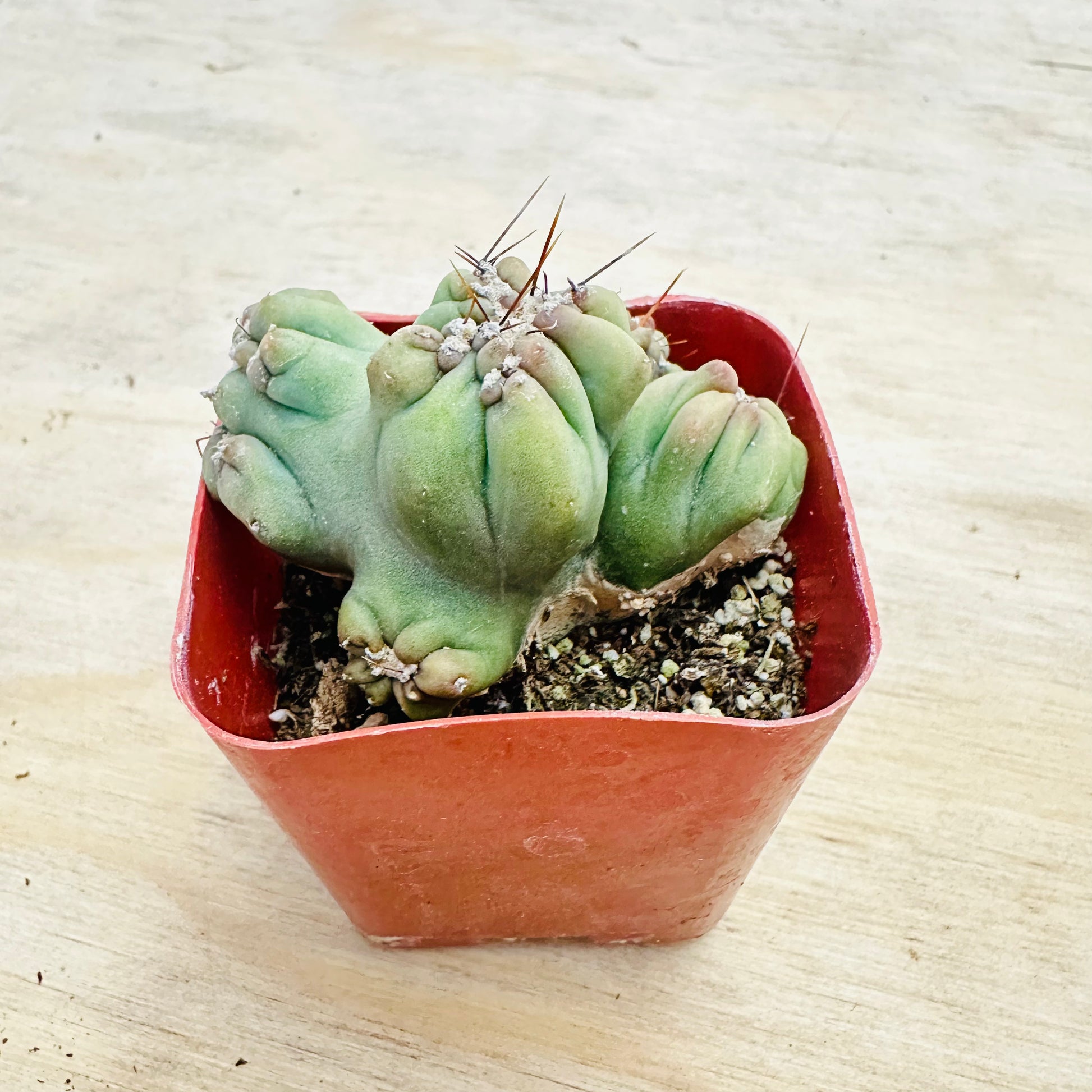 Cereus forbesii monstrose - Ming Thing-SEAH