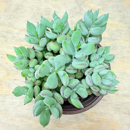 Cotyledon pendens-SEAH
