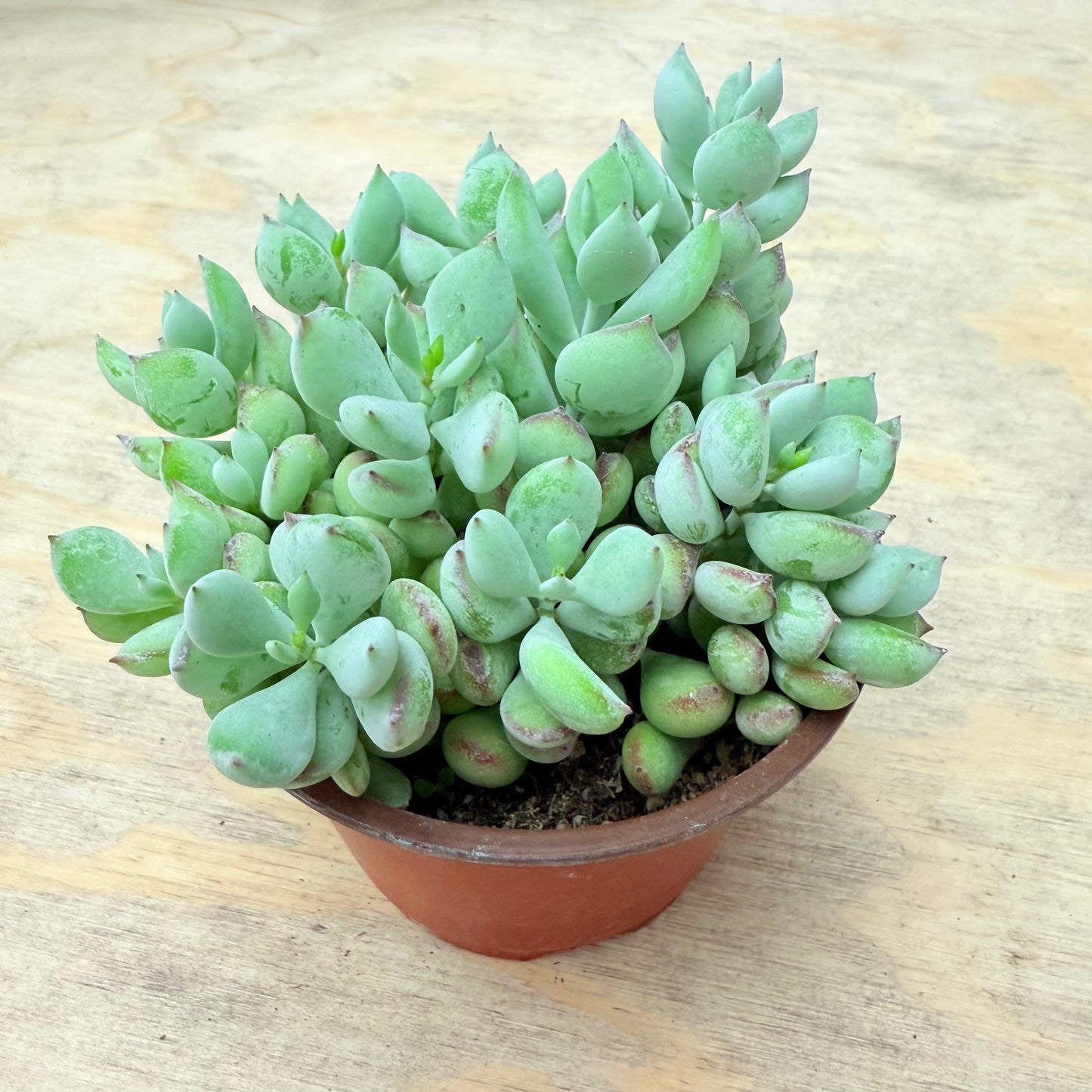 Cotyledon pendens-SEAH