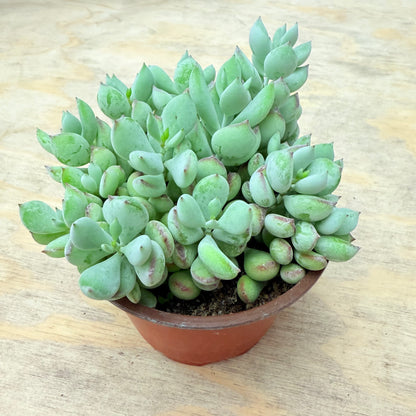 Cotyledon pendens-SEAH