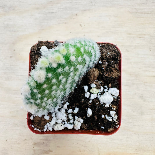 Opuntia microdasys var. albospina - White Bunny Ears-SEAH