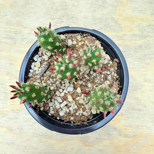 Austrocylindropuntia subulata - Eve's Needle-SEAH