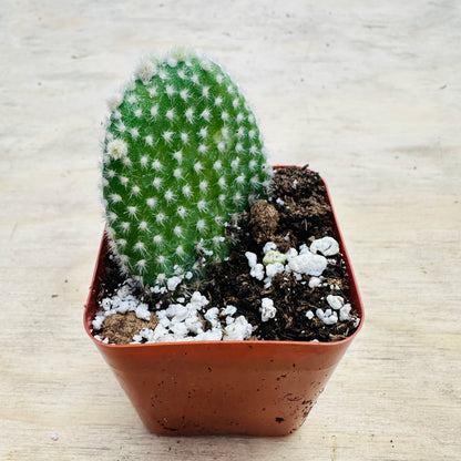 Opuntia microdasys var. albospina - White Bunny Ears-SEAH