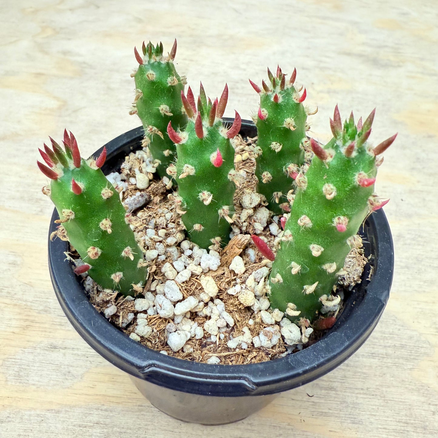 Austrocylindropuntia subulata - Eve's Needle-SEAH