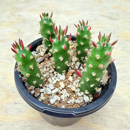 Austrocylindropuntia subulata - Eve's Needle-SEAH