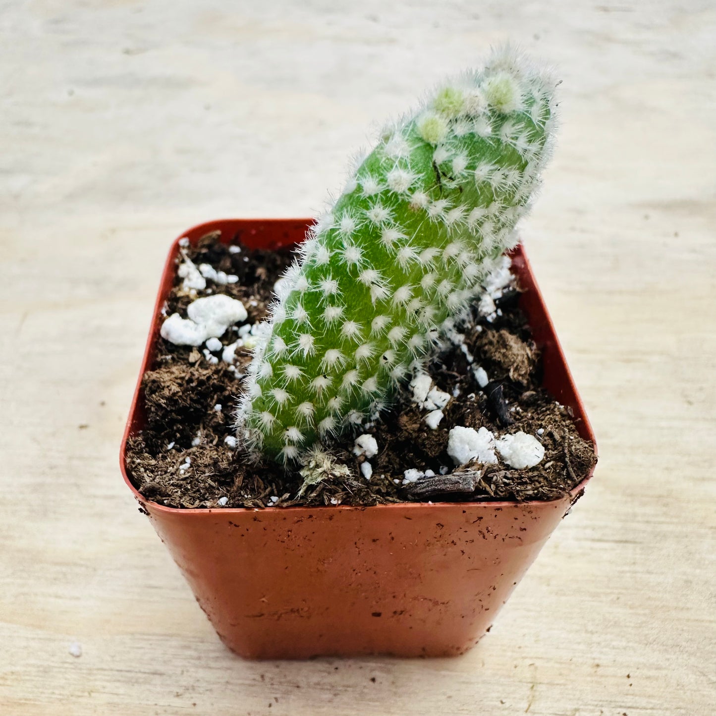 Opuntia microdasys var. albospina - White Bunny Ears-SEAH