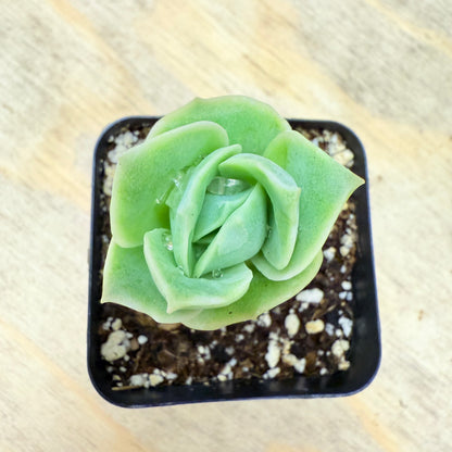 Echeveria Lovely Rose-SEAH