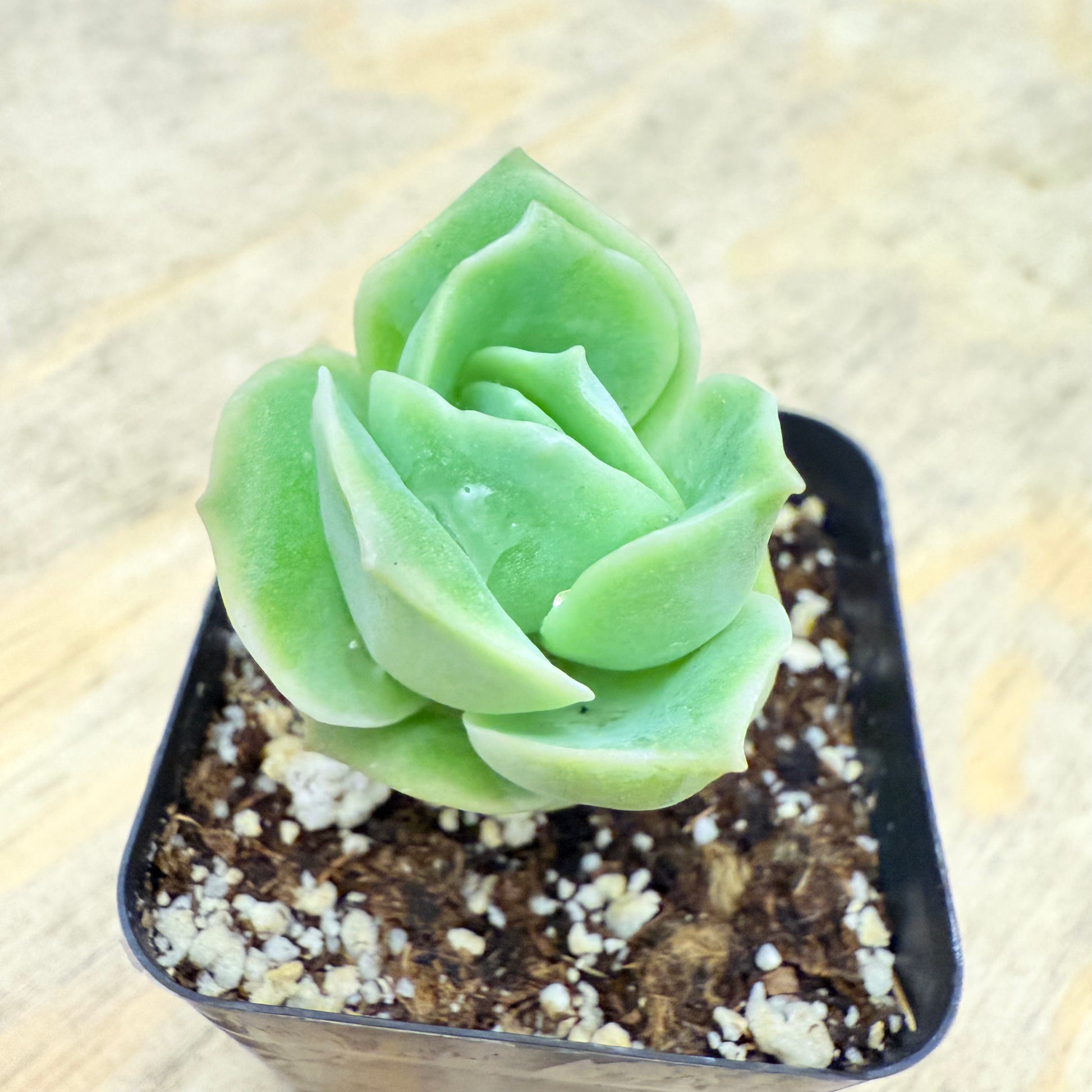 Echeveria Lovely Rose-SEAH