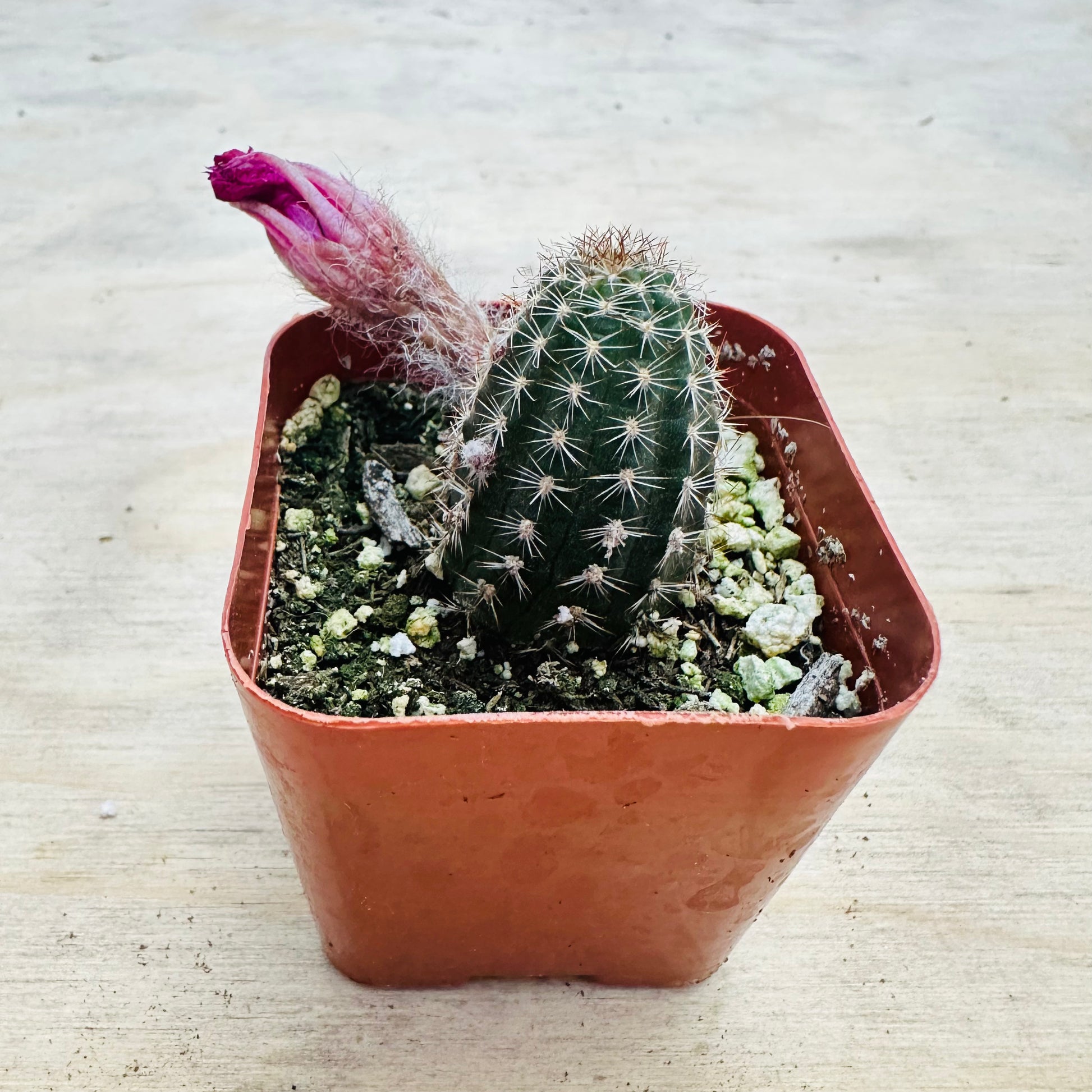 Echinopsis- Rose Quartz-SEAH
