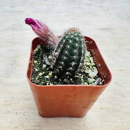 Echinopsis- Rose Quartz-SEAH