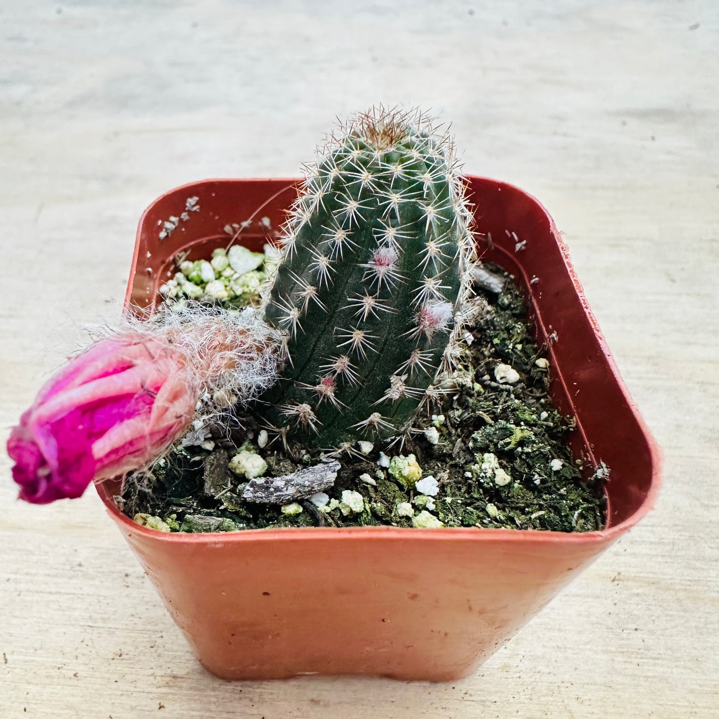 Echinopsis- Rose Quartz-SEAH