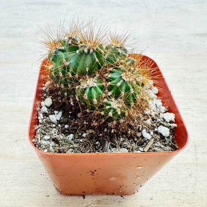Cereus peruvianus monstrose-SEAH