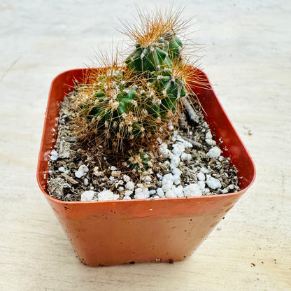 Cereus peruvianus monstrose-SEAH