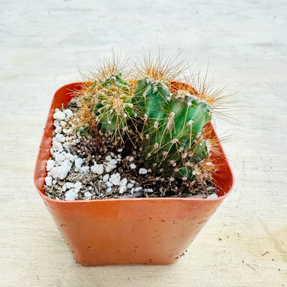 Cereus peruvianus monstrose-SEAH