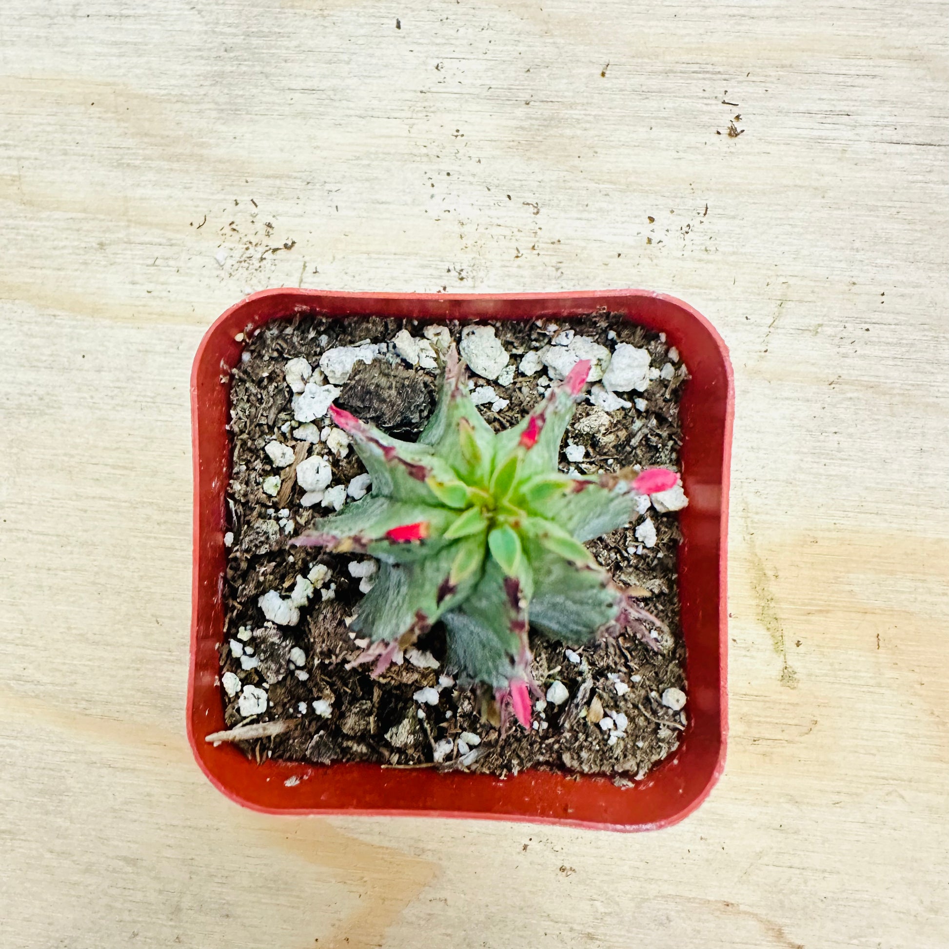 Euphorbia mammillaris-SEAH