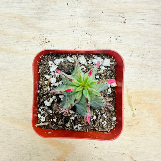 Euphorbia mammillaris-SEAH