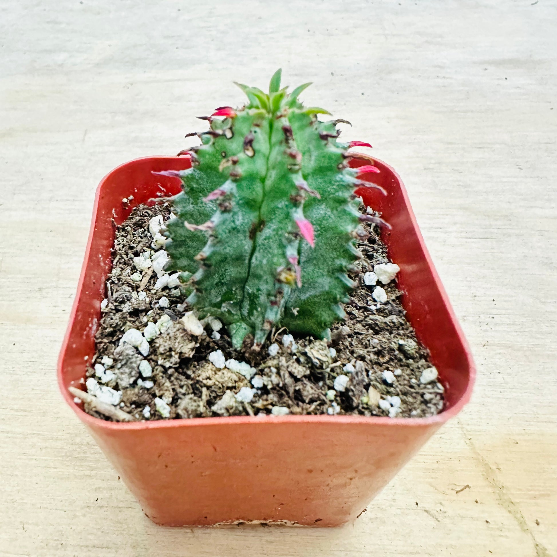 Euphorbia mammillaris-SEAH