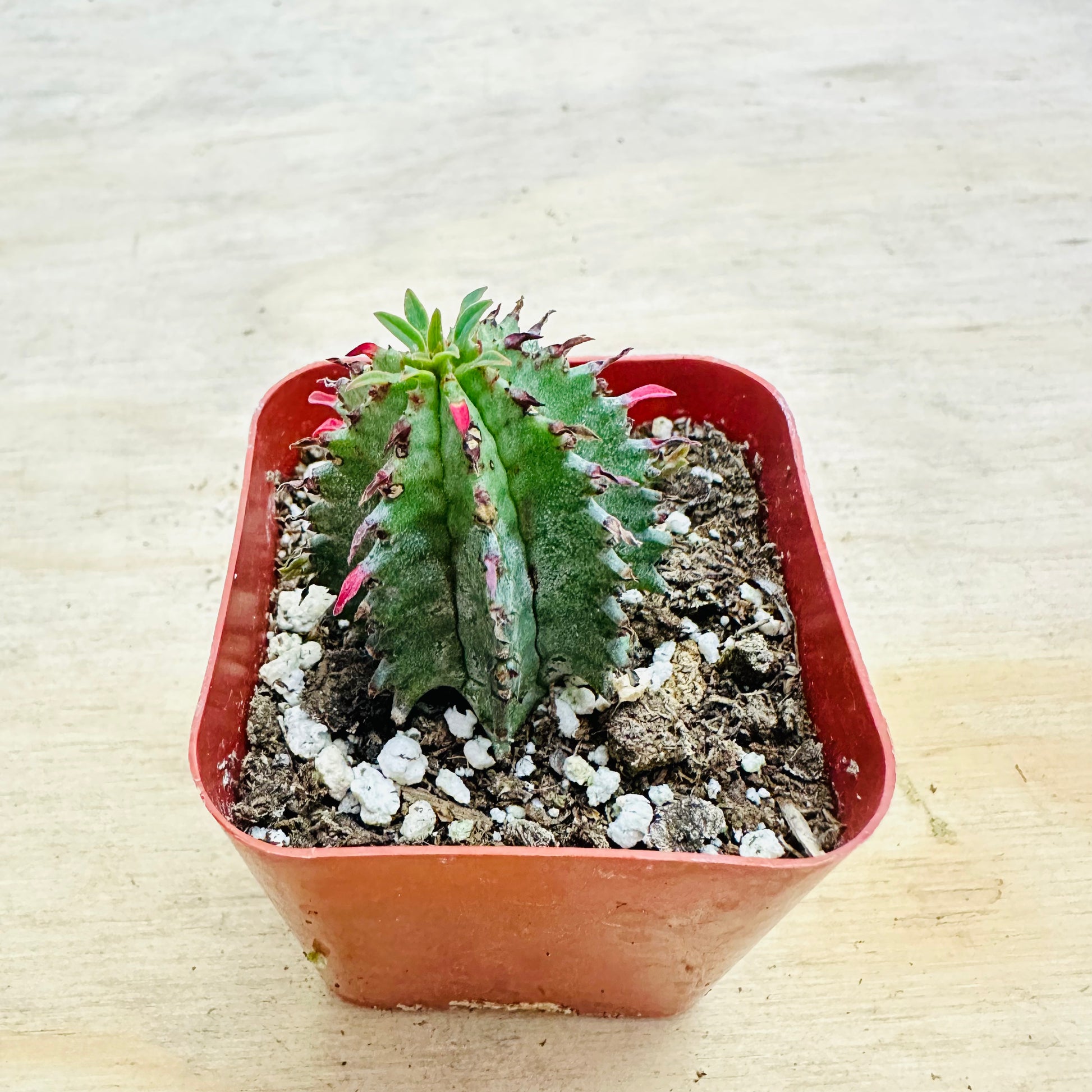 Euphorbia mammillaris-SEAH