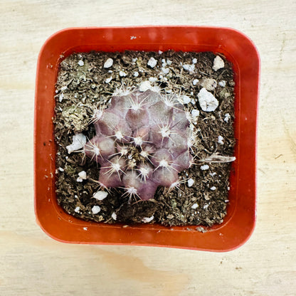 Copiapoa esmeraldana-SEAH