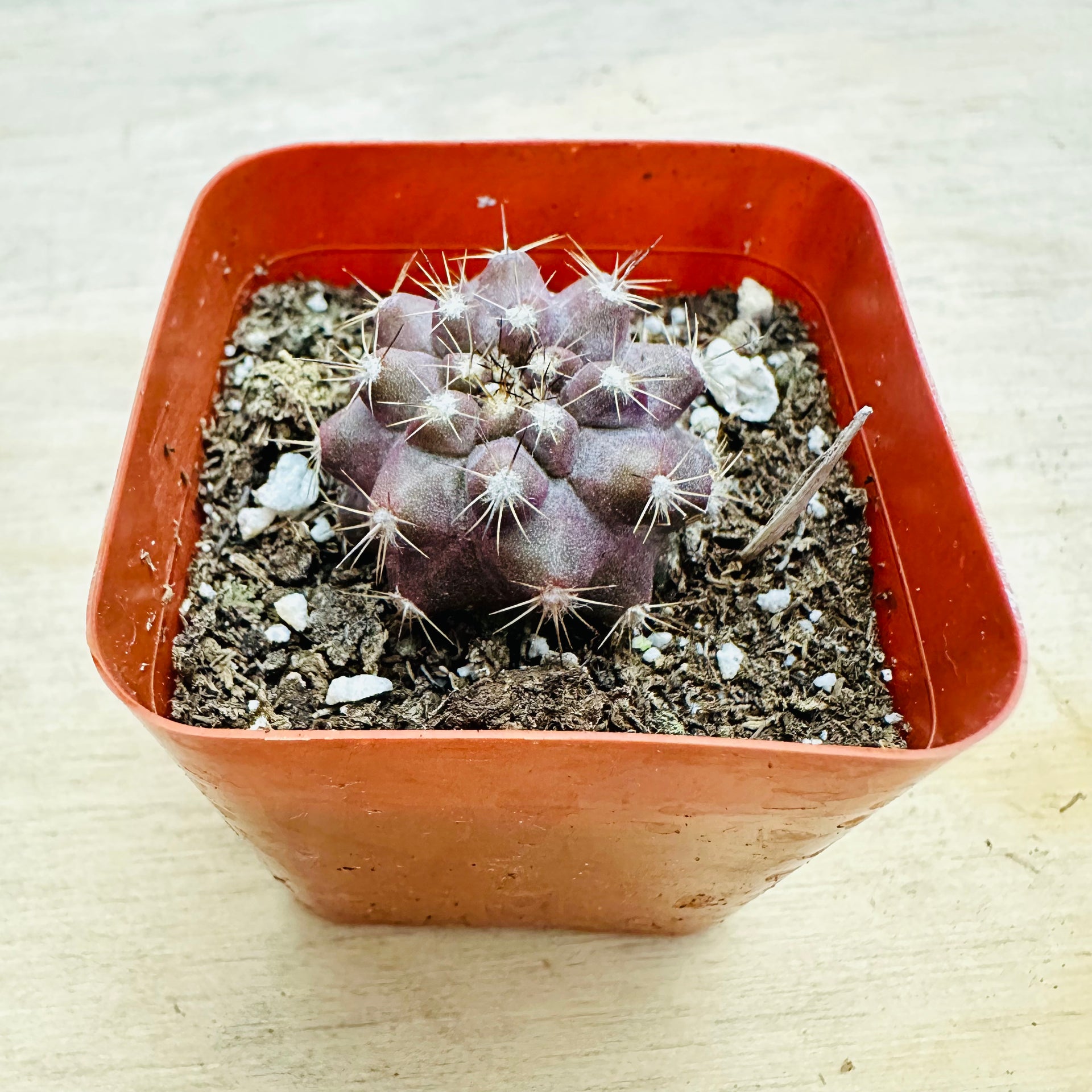 Copiapoa esmeraldana – SEAH