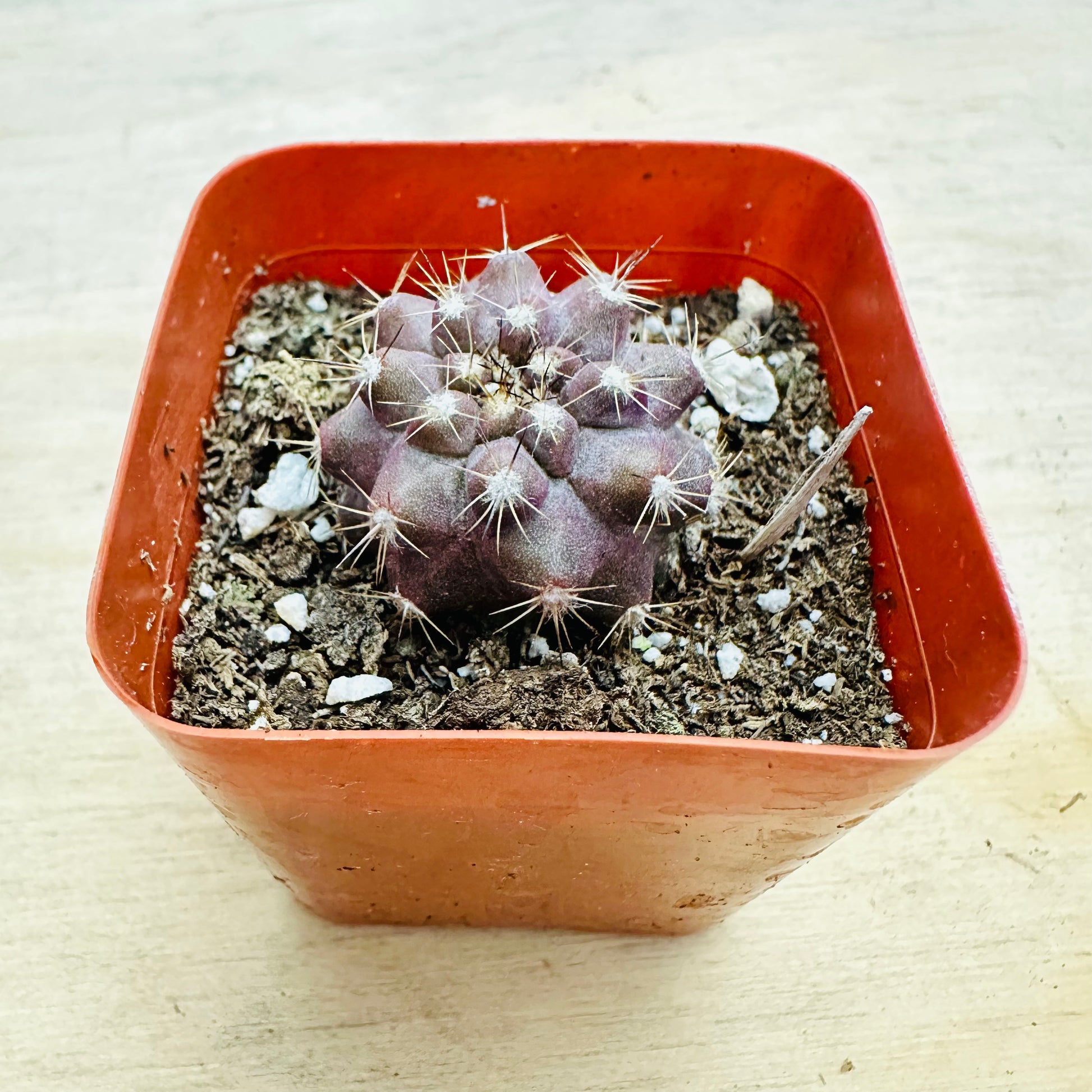 Copiapoa esmeraldana-SEAH