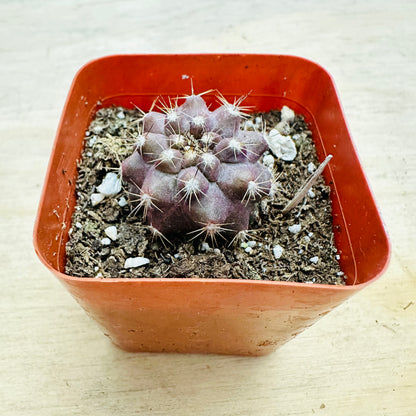 Copiapoa esmeraldana-SEAH