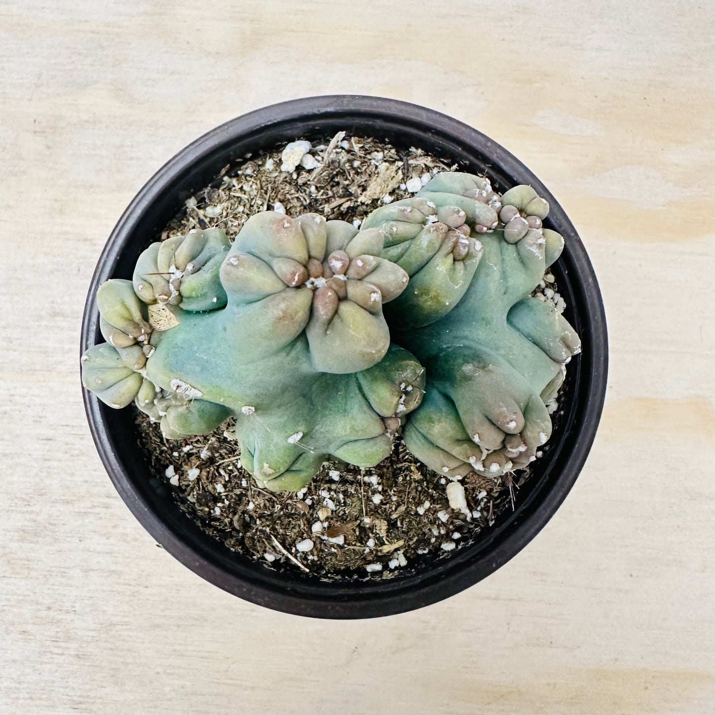 Cereus forbesii monstrose - Ming Thing-SEAH