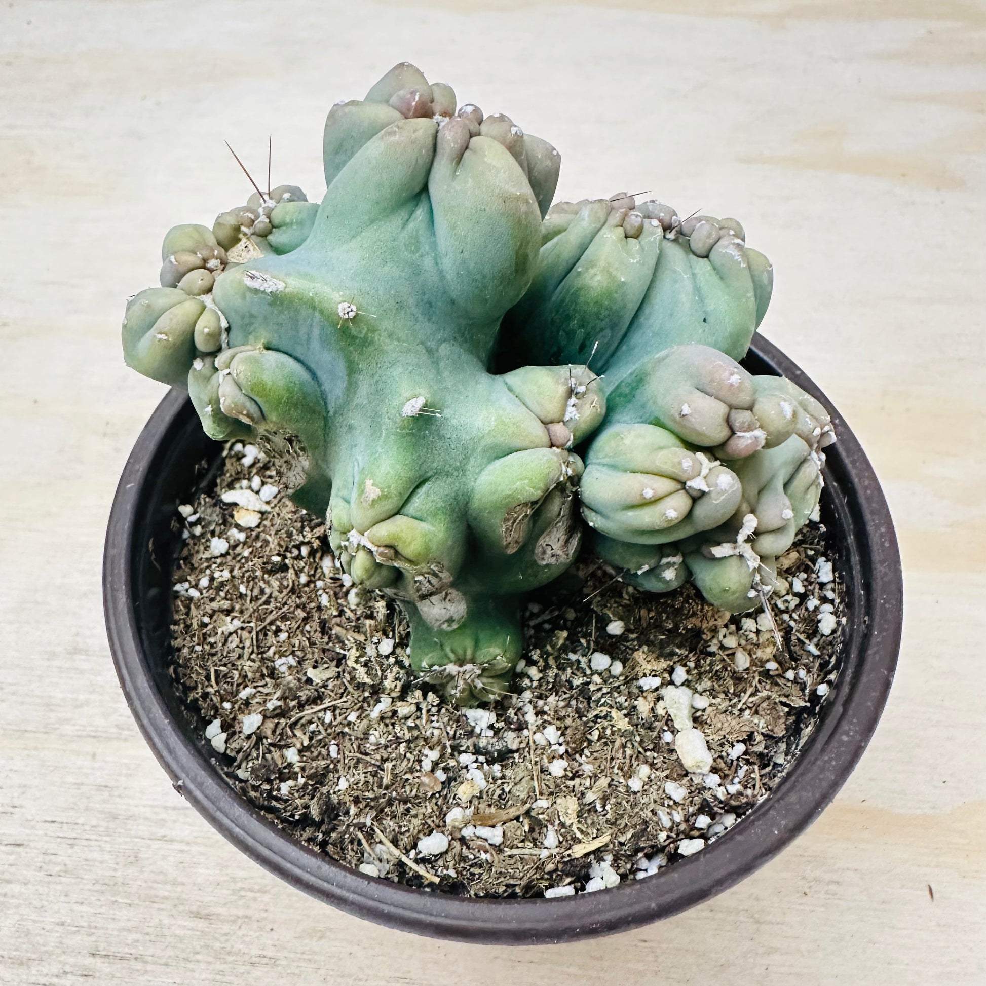 Cereus forbesii monstrose - Ming Thing-SEAH
