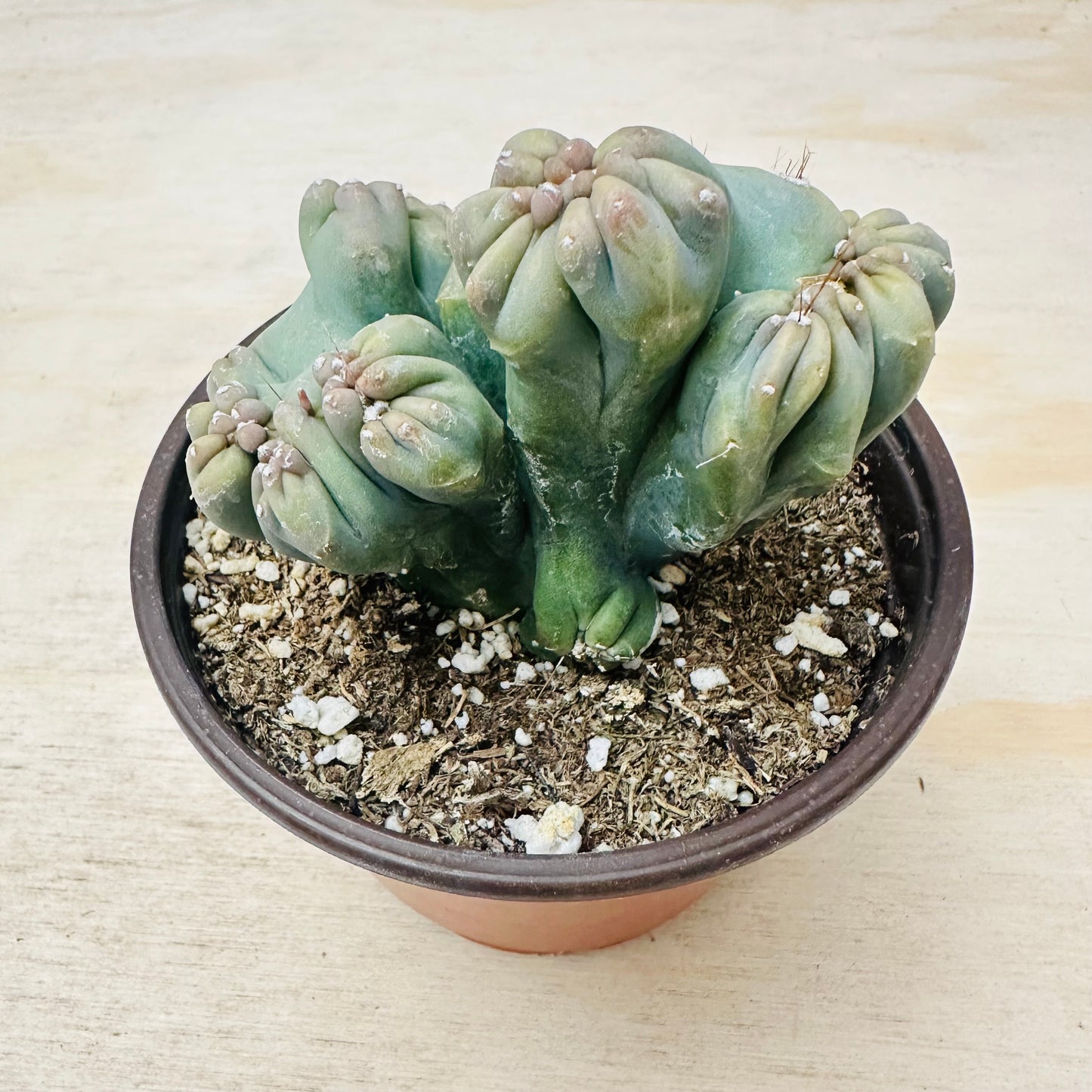 Cereus forbesii monstrose - Ming Thing-SEAH
