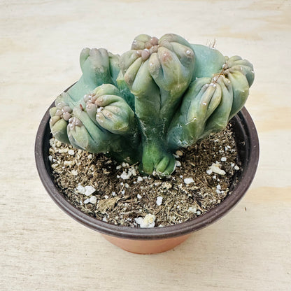 Cereus forbesii monstrose - Ming Thing-SEAH
