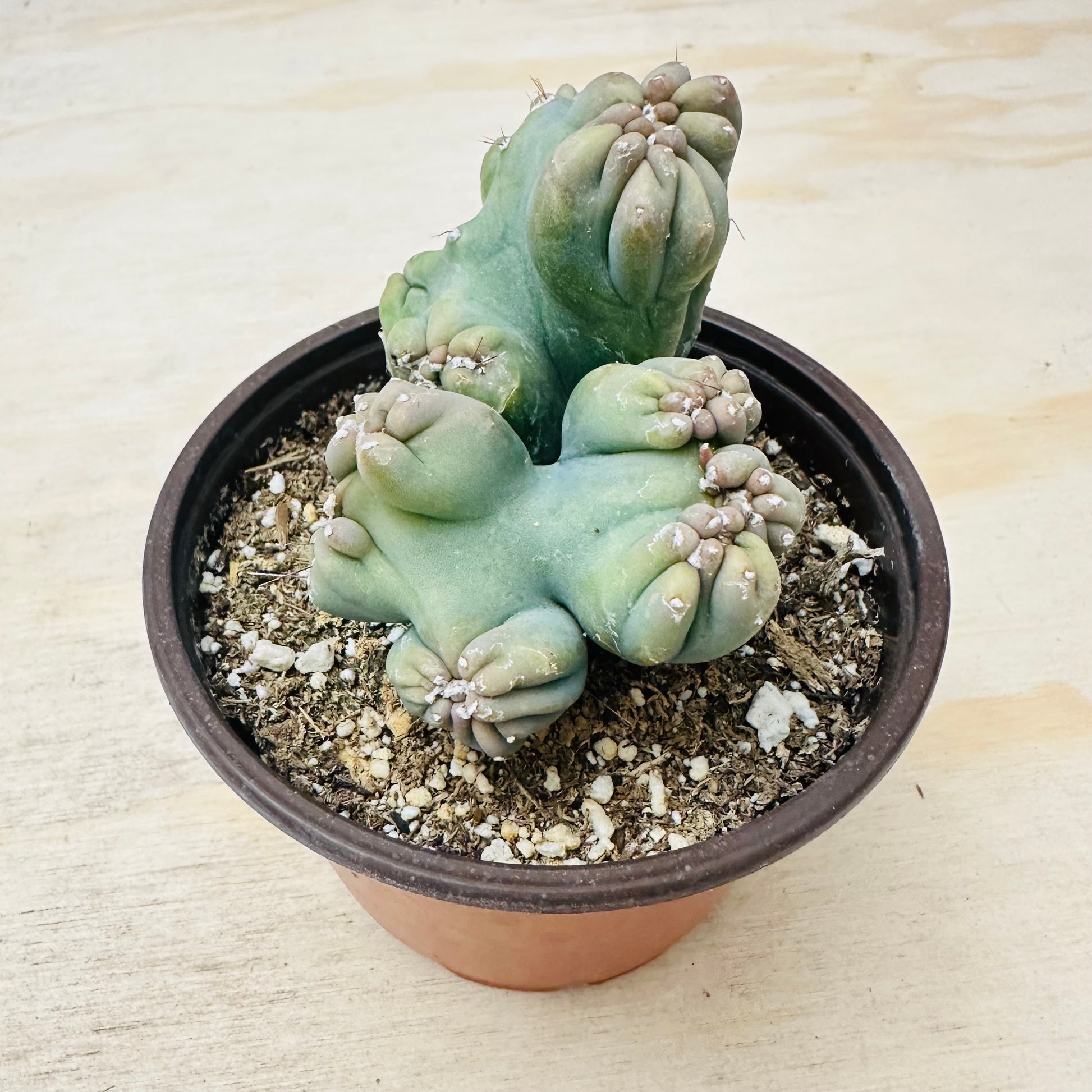 Cereus forbesii monstrose - Ming Thing-SEAH