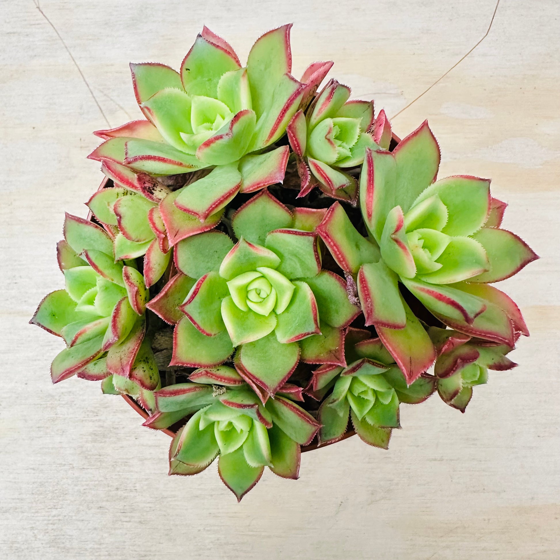 Aeonium Kiwi-SEAH