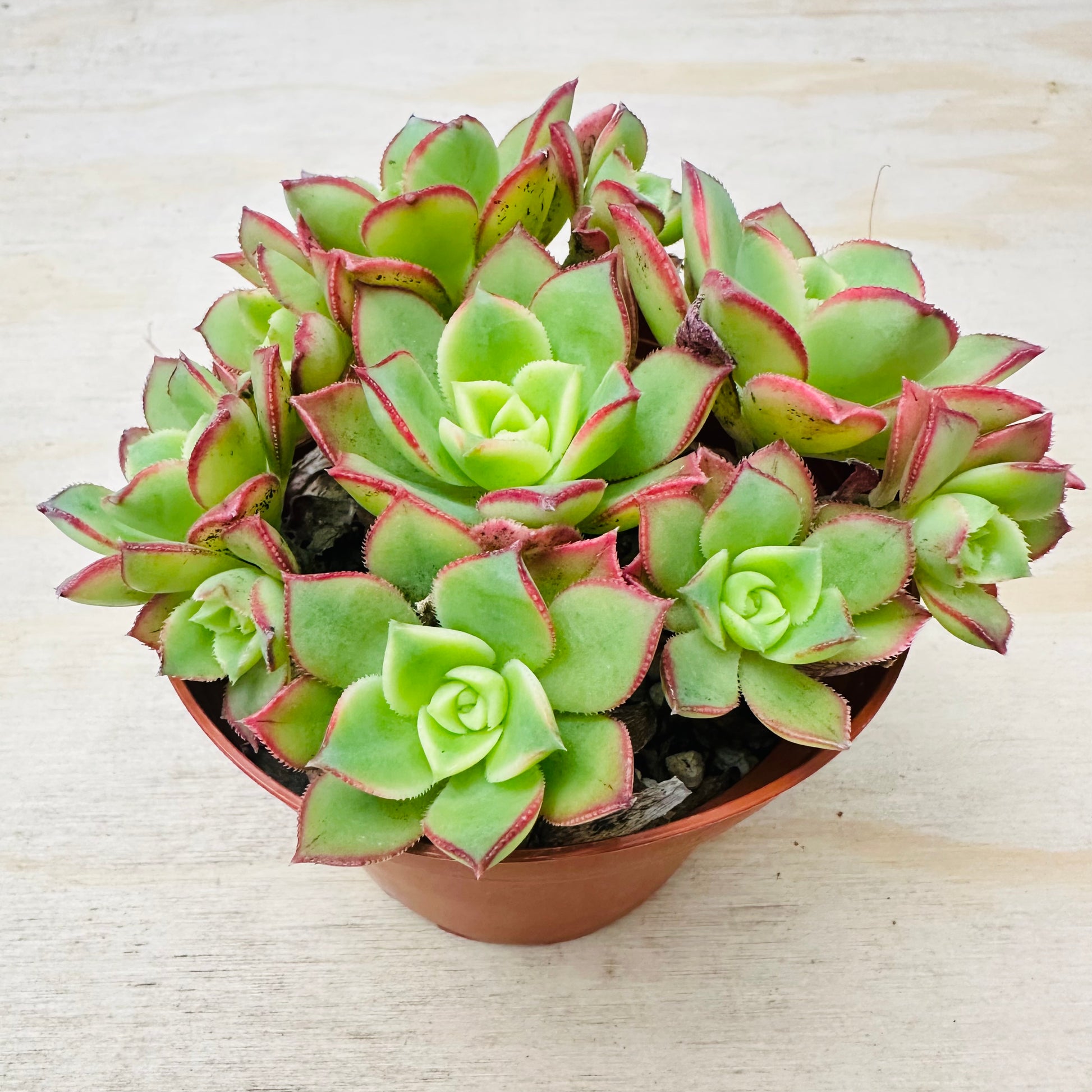Aeonium Kiwi-SEAH