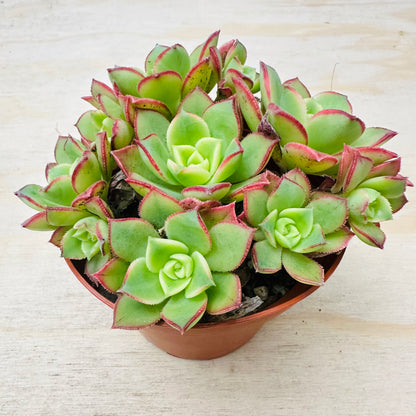 Aeonium Kiwi-SEAH