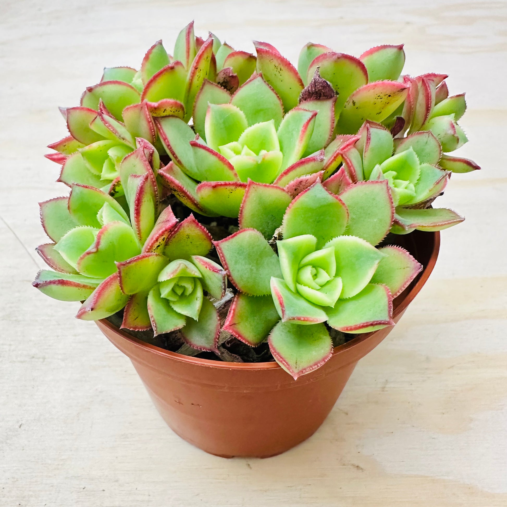 Aeonium Kiwi-SEAH