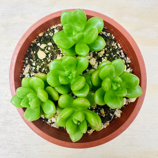 Sedum lucidum - Obesum-SEAH